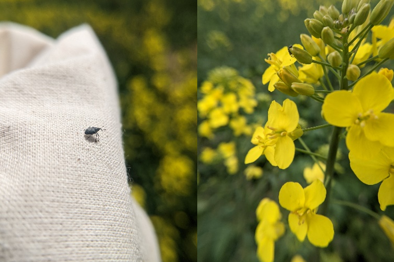 An adult cabbage seedpod weevil on a sweepnet, with a closeup of flowering canola flowers to the right of the sweepnet.